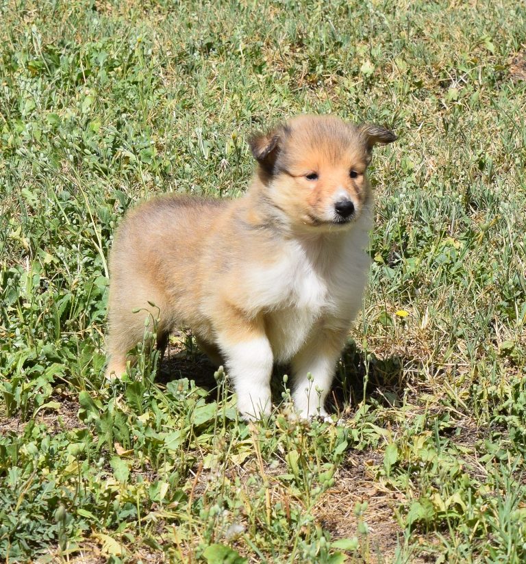 collies