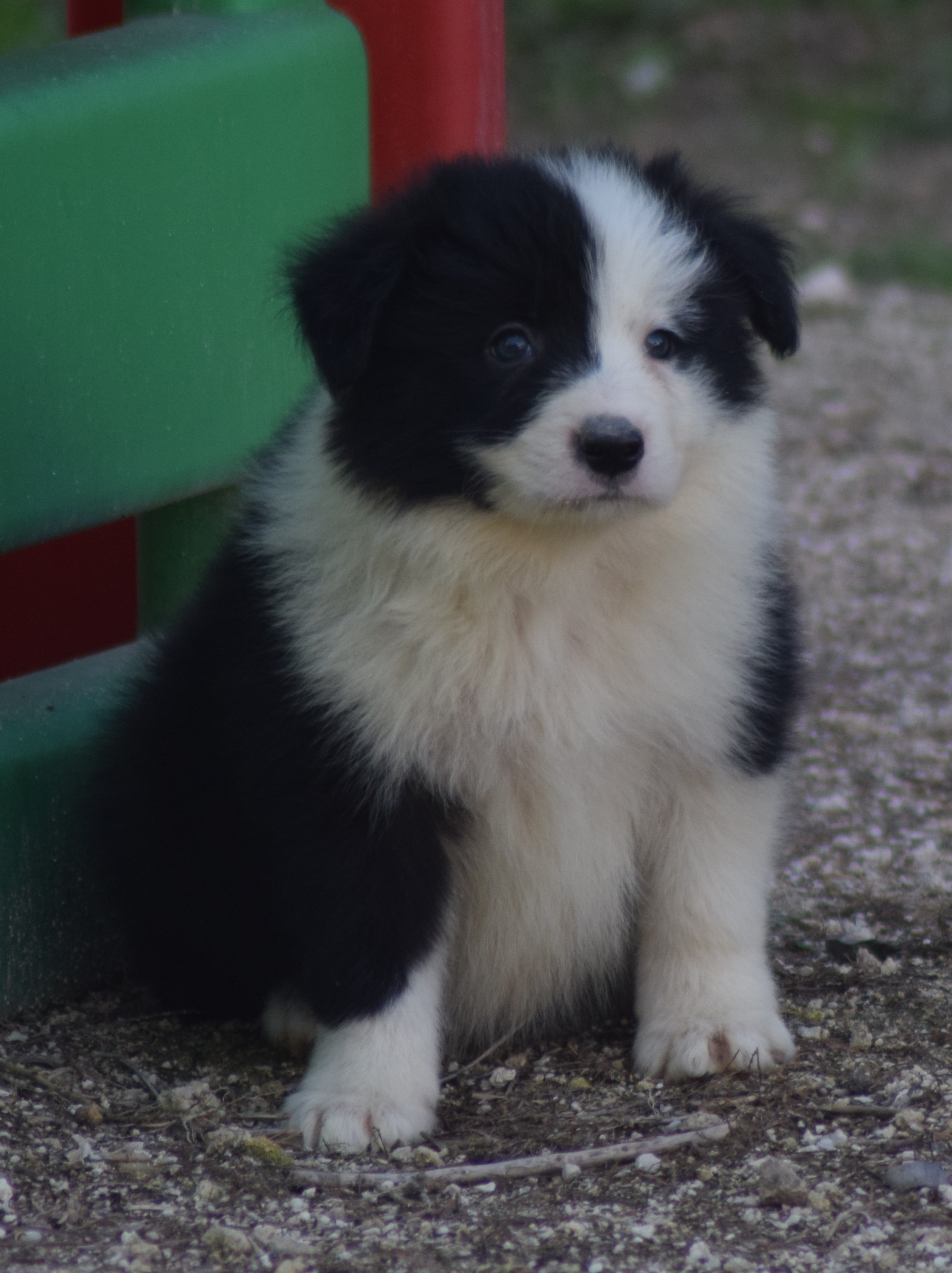 collies