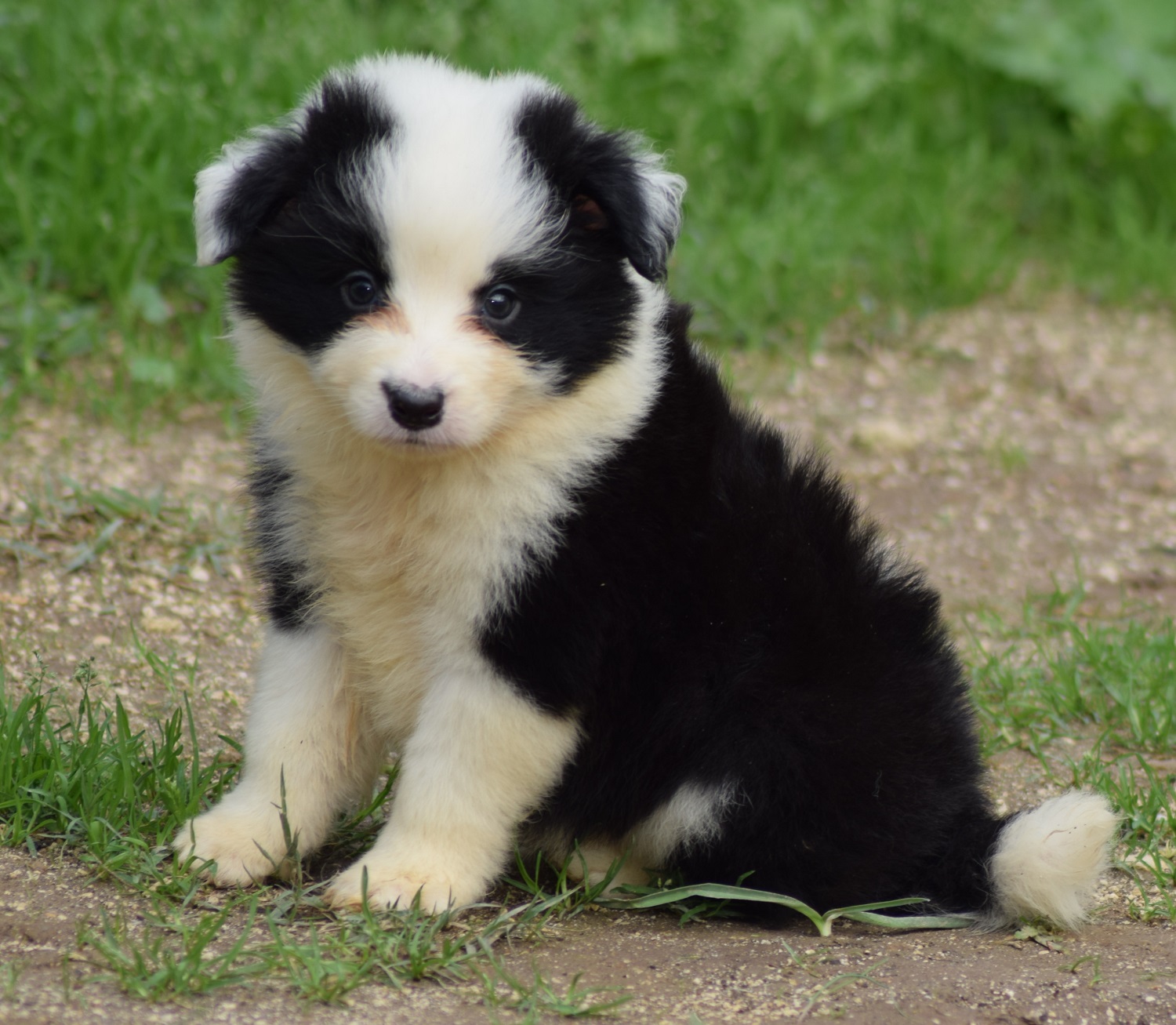 collies