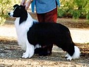 collies
