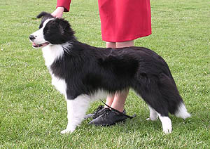 collies