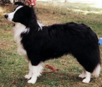 collies