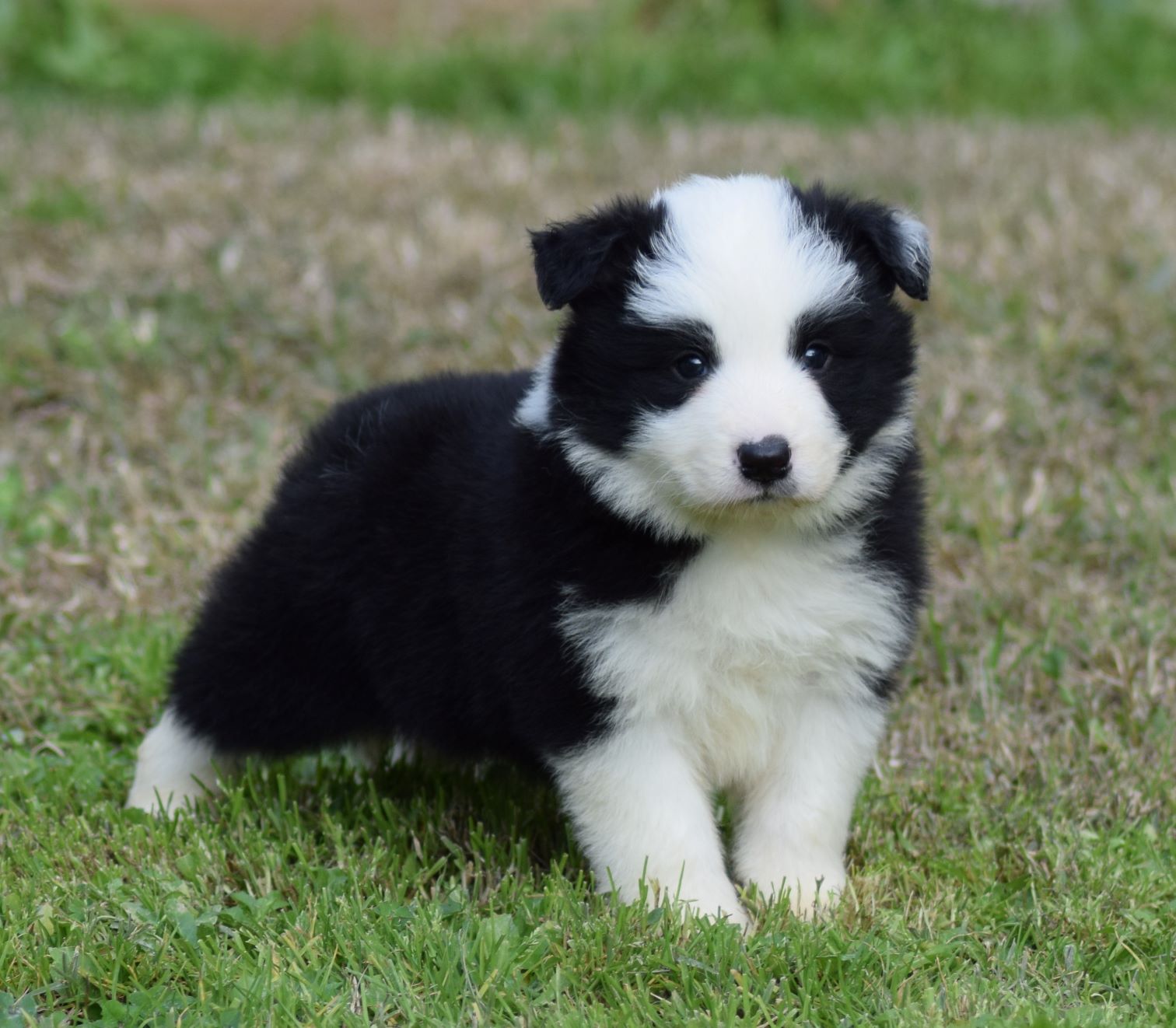 collies