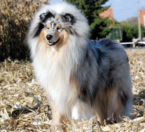 collies