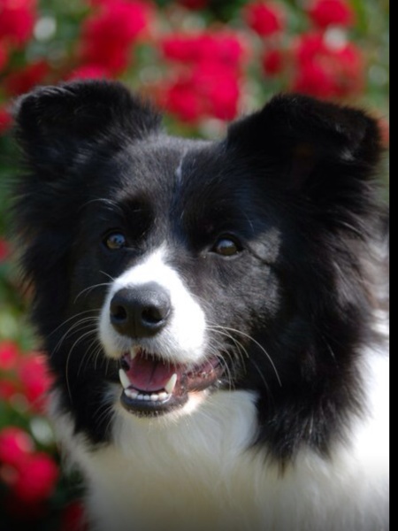 collies