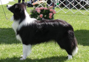 collies