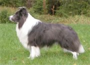 collies
