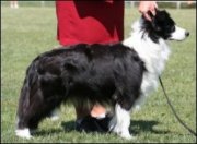 collies