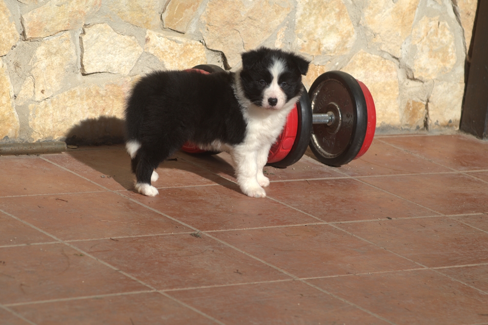collies