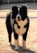 collies