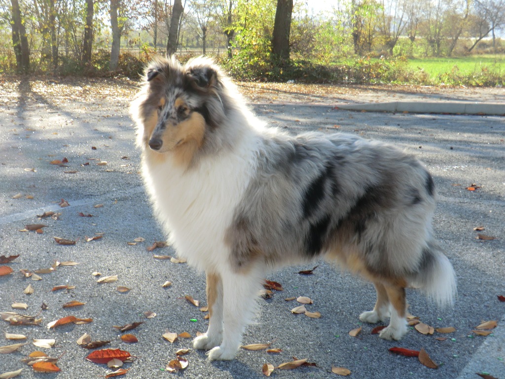 collies