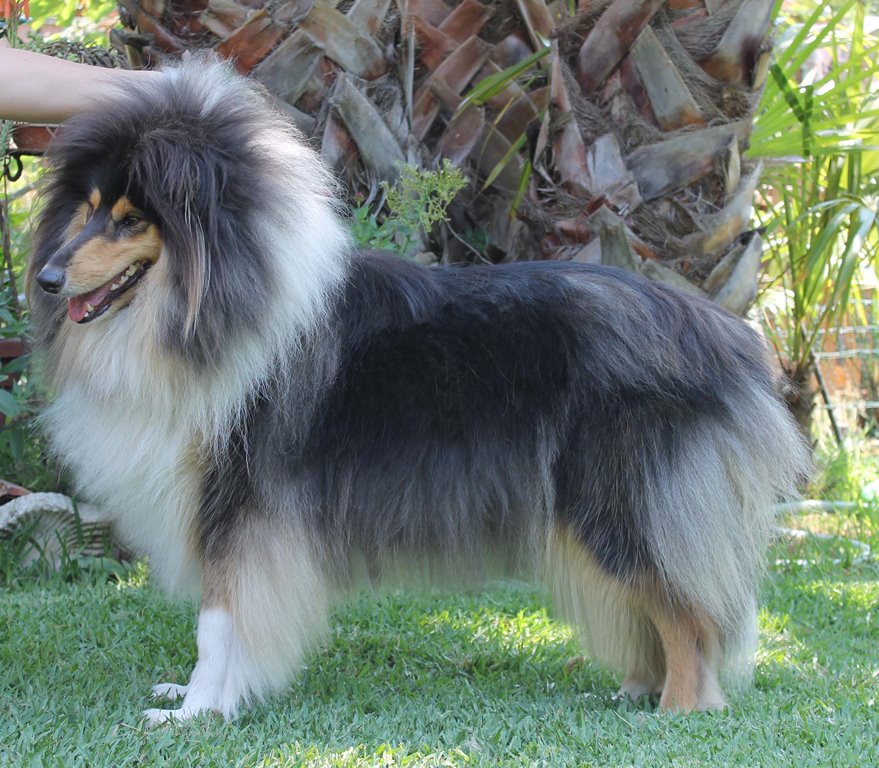 collies