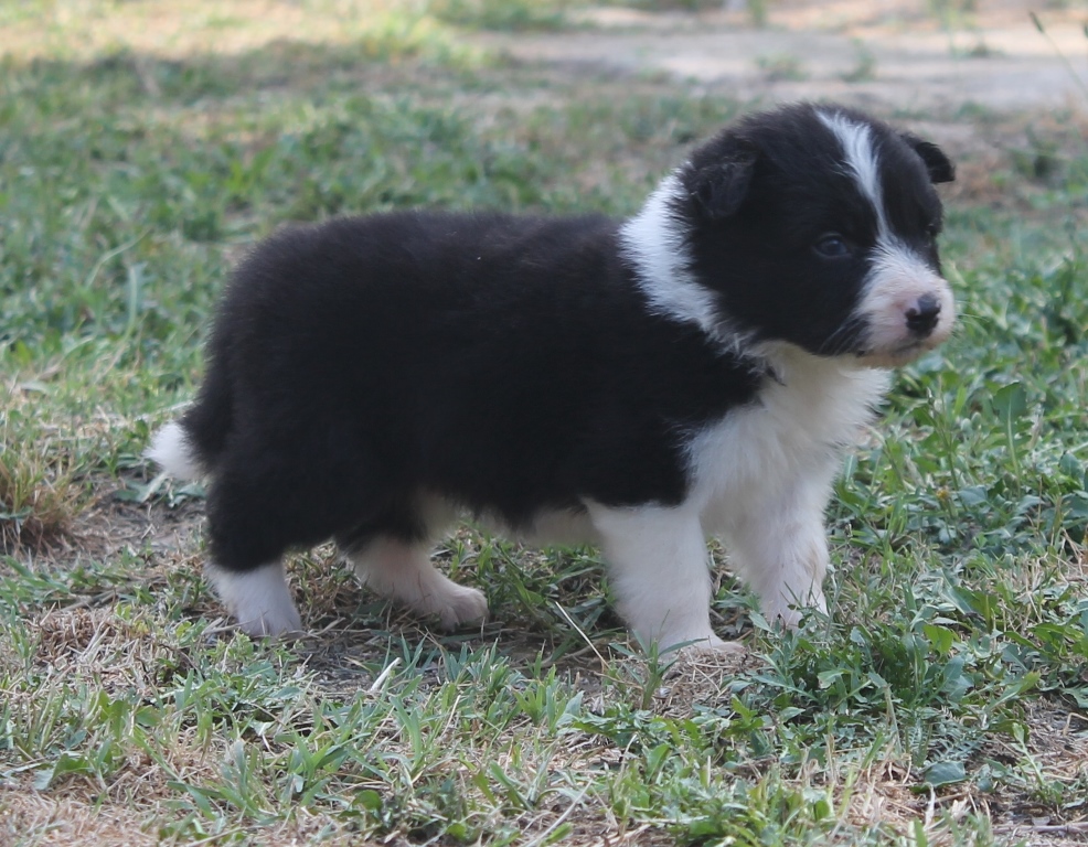 collies
