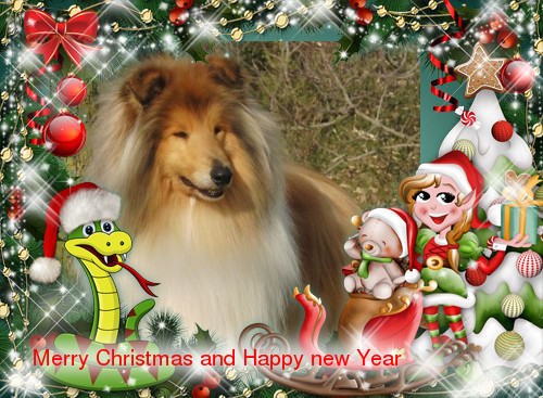 collie