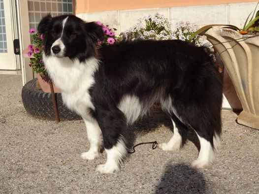 collie