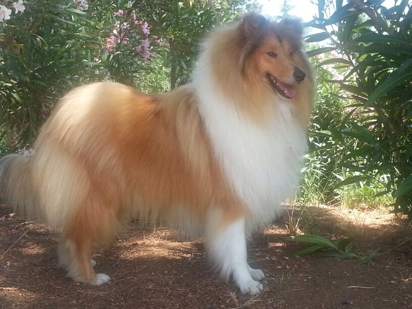 collie
